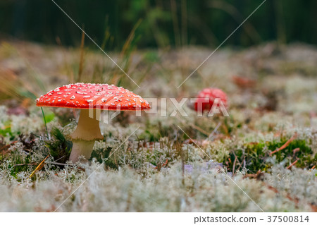 Amanita Muscaria poisonous mushroom Amanita Muscaria poisonous mushroom 37500814