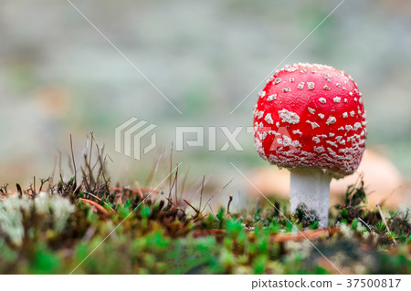 Amanita Muscaria poisonous mushroom Amanita Muscaria poisonous mushroom 37500817