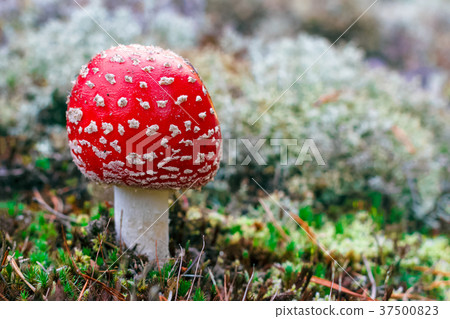 Amanita Muscaria poisonous mushroom 37500823