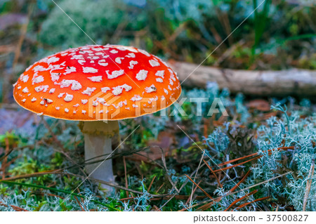 Amanita Muscaria poisonous mushroom Amanita Muscaria poisonous mushroom 37500827