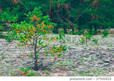 Pine forest green landscape Pine forest green landscape 37500828