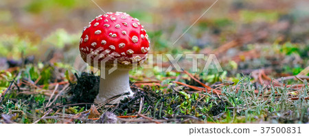 Amanita Muscaria poisonous mushroom Amanita Muscaria poisonous mushroom 37500831
