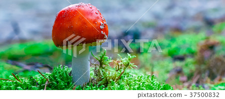 Amanita Muscaria poisonous mushroom Amanita Muscaria poisonous mushroom 37500832