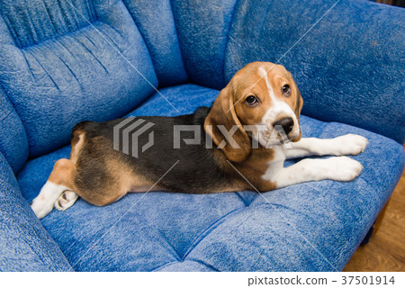 Cute beagle dog relax at the blue couch Cute beagle dog relax at the blue couch 37501914