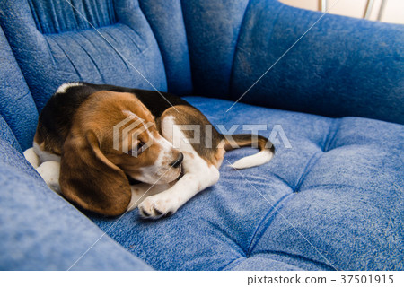 Sleeping beagle in the blue sofa from up Sleeping beagle in the blue sofa from up 37501915