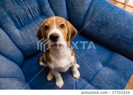 Beagle pet close-up at blue sofa indoors Beagle pet close-up at blue sofa indoors 37501916