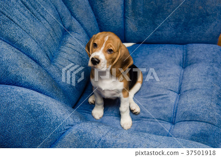 Beagle pet close-up at blue sofa indoors 37501918