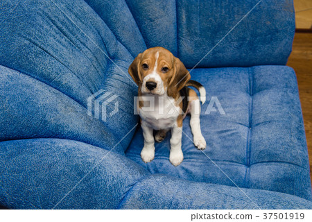 Portrait of noble beagle pet at home interior Portrait of noble beagle pet at home interior 37501919