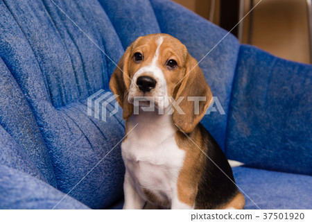Portrait of noble beagle pet at home interior 37501920