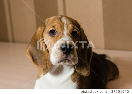 Portrait of serious and beautiful beagle dog Portrait of serious and beautiful beagle dog 37501940