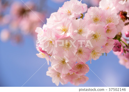 Taken double-eyed cherry blossoms in Ayabe-cho, Hokkaido with a clear blue sky in May Taken double-eyed cherry blossoms in Ayabe-cho, Hokkaido with a clear blue sky in May 37502146