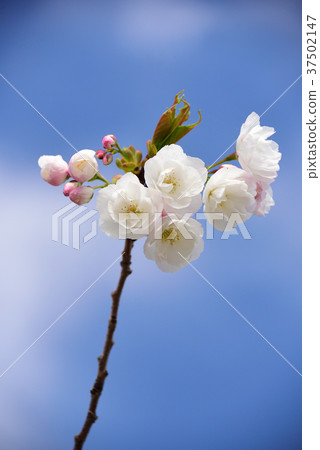Taken double-eyed cherry blossoms in Ayabe-cho, Hokkaido with a clear blue sky in May Taken double-eyed cherry blossoms in Ayabe-cho, Hokkaido with a clear blue sky in May 37502147