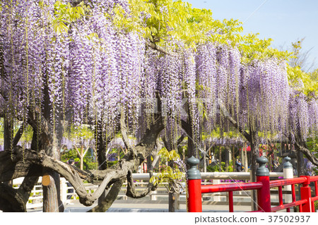 龜戶天神神社富士節 37502937