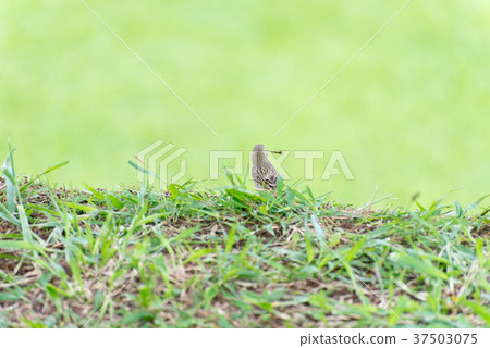 Little bird holding branch to make a nest 37503075