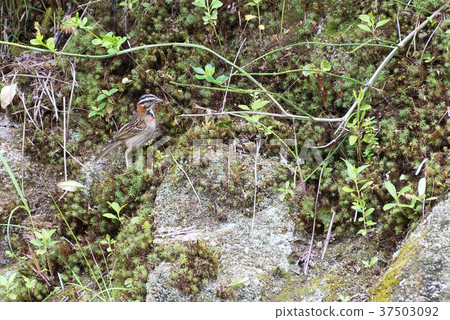 rufous collared sparrow posing on a  branch rufous collared sparrow posing on a  branch 37503092