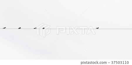 Silhouette of swallows perched on power line Silhouette of swallows perched on power line 37503110