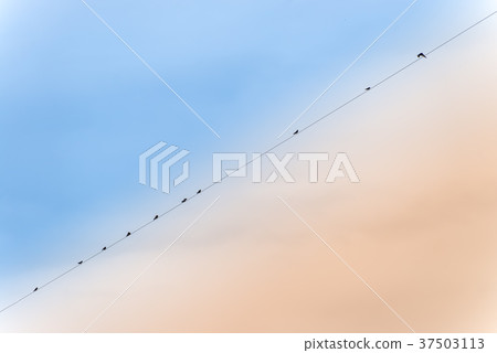 Silhouette of swallows perched on power line 37503113