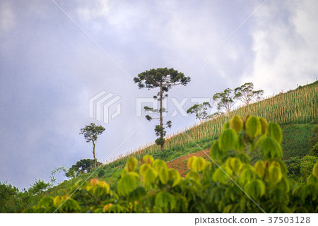 View of mountain landscape with araucaria tree 37503128