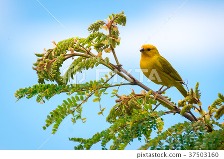 Close up of wild canary passerine bird perched 37503160