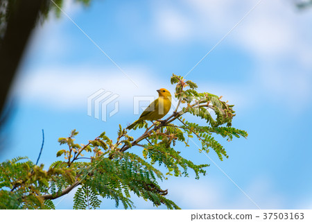 Male island canary posing on a tree branch 37503163
