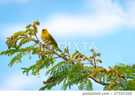 Close up of wild canary passerine bird perched 37503168