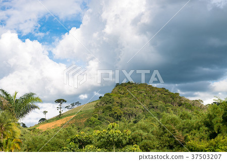 View of mountain landscape with araucaria tree 37503207
