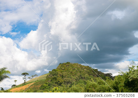 View of mountain landscape with araucaria tree 37503208