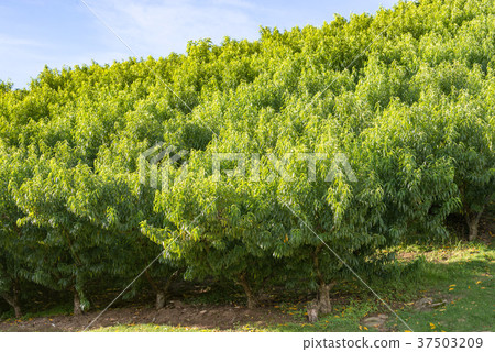Many nectarine fruit trees growing by the hill 37503209