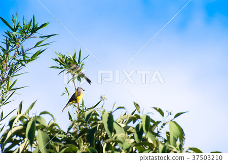 The cattle tyrant yellow bird perched on a tree 37503210