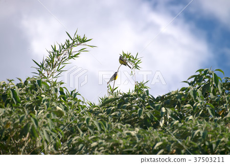 The cattle tyrant yellow bird perched on a tree 37503211