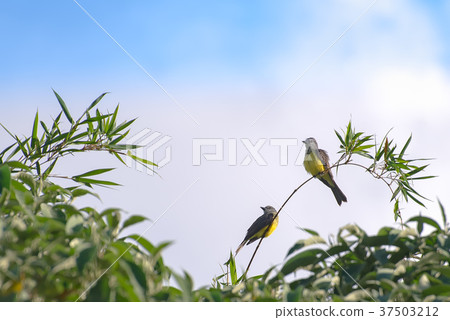 The cattle tyrant yellow bird perched on a tree The cattle tyrant yellow bird perched on a tree 37503212