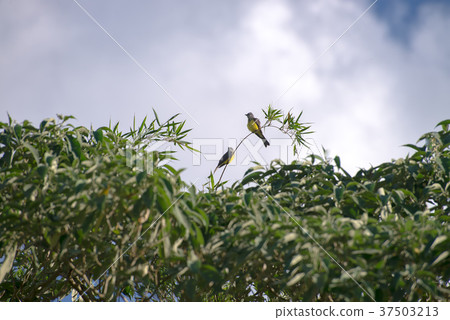 The cattle tyrant yellow bird perched on a tree The cattle tyrant yellow bird perched on a tree 37503213