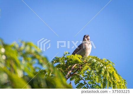rufous collared sparrow posing on a branch rufous collared sparrow posing on a branch 37503225