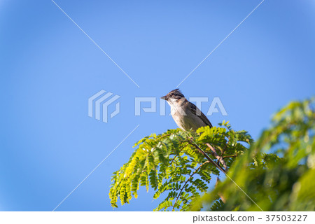 rufous collared sparrow posing on a branch rufous collared sparrow posing on a branch 37503227