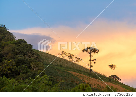 Landscape araucaria tree and sunset as background 37503259