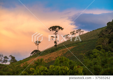 Old araucaria tree on the hill mountain 37503262