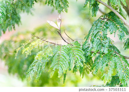 Close up of a acacia tree string bean 37503311