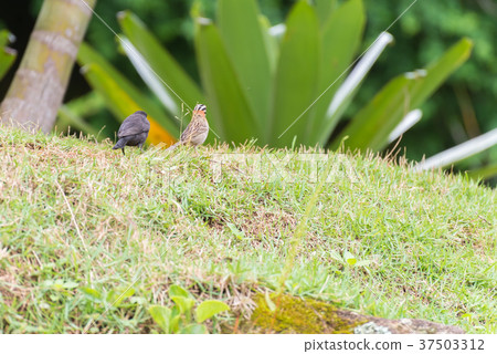shiny cowbird parasitizing rufous collared sparrow 37503312