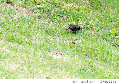 shiny cowbird parasitizing rufous collared sparrow 37503313