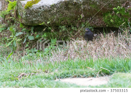Shiny cowbird male bird on the ground 37503315
