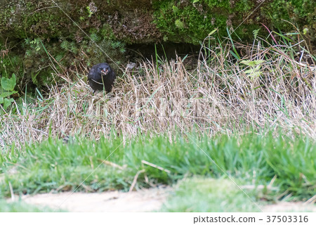 Shiny cowbird male bird on the ground 37503316