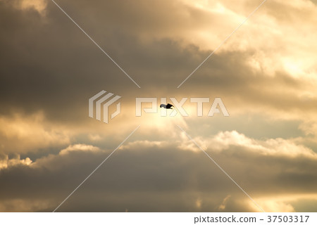 Black crowned bird flying with sky as background 37503317