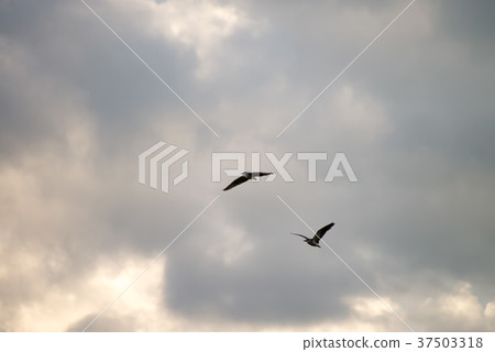 Black crowned bird flying with sky as background 37503318