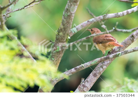 Brown rufous hornero bird perched on tree Brown rufous hornero bird perched on tree 37503344
