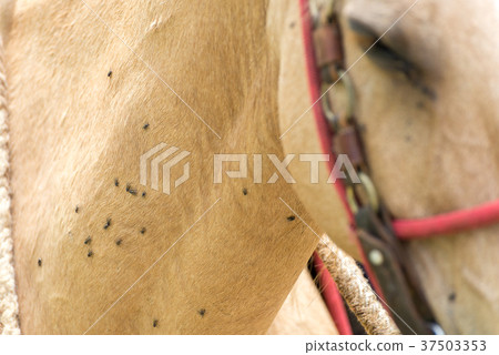 Many flys over the light brown horse 37503353