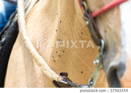Many flys over the light brown horse 37503354