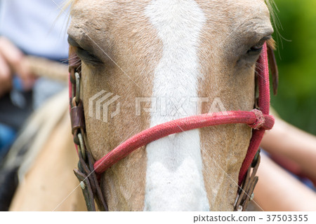 Close up of the head of a horse 37503355