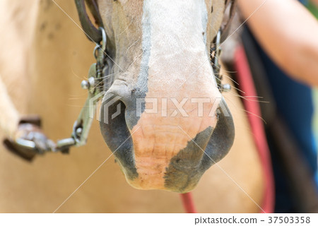 Many flys over the light brown horse 37503358