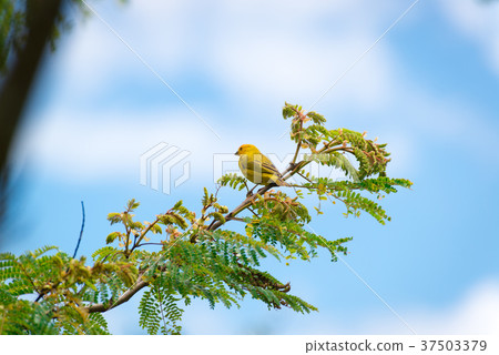 Male island canary posing on a tree branch Male island canary posing on a tree branch 37503379