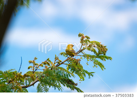 Male island canary posing on a tree branch Male island canary posing on a tree branch 37503383